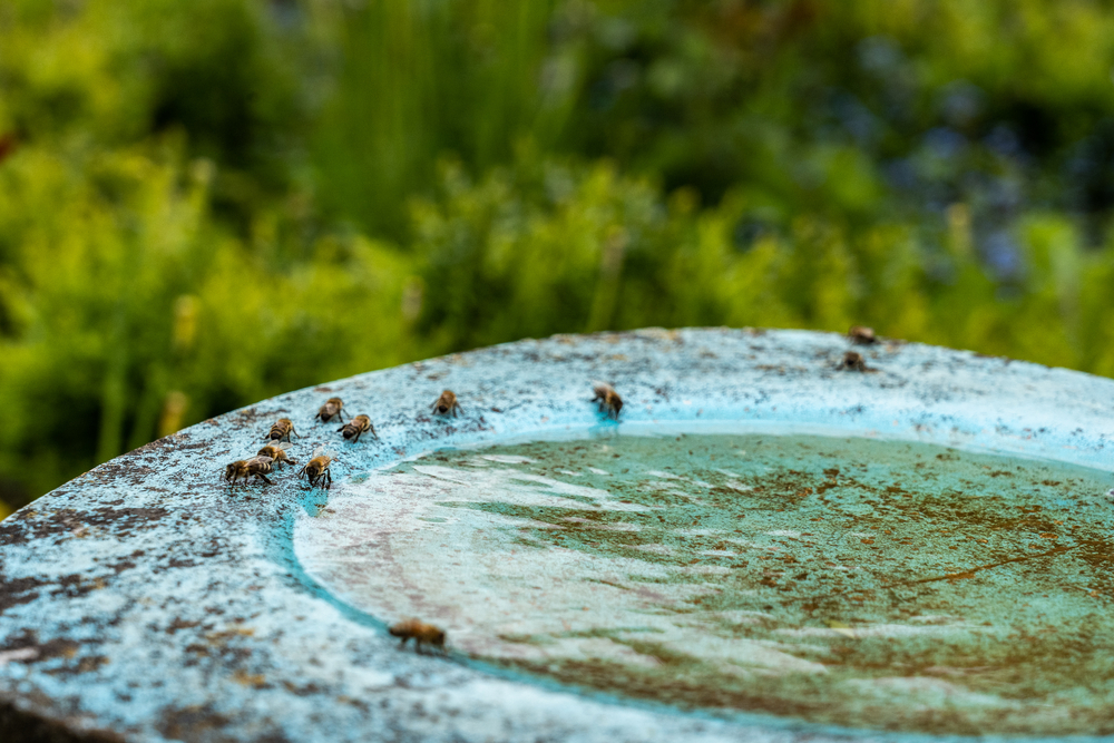 Bees are drinking water at birdbath in a green and yellow flower garden on midday.