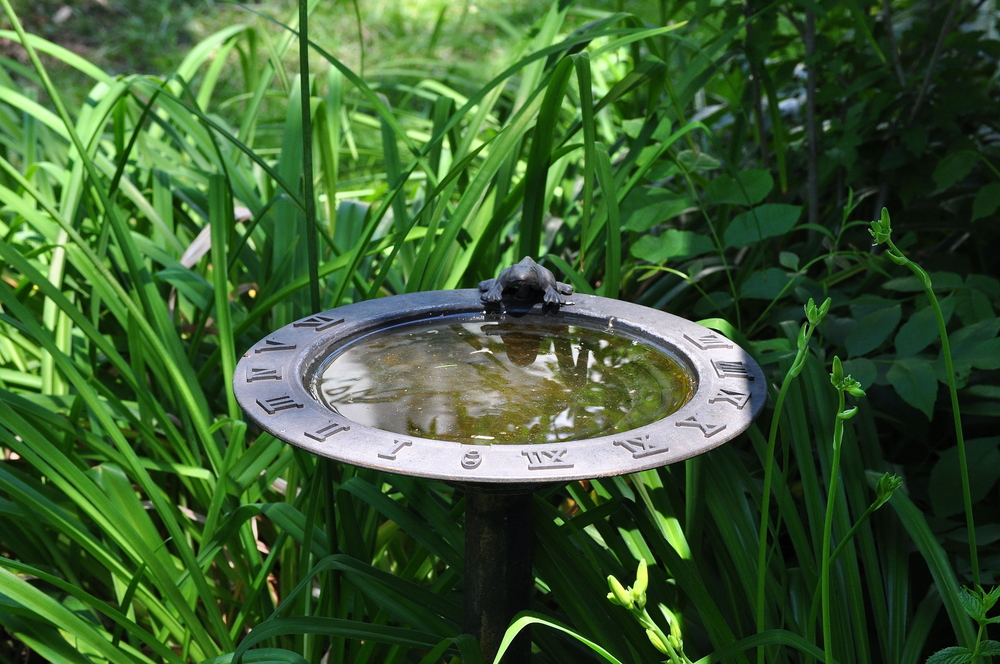 Bird bath in a shady spot