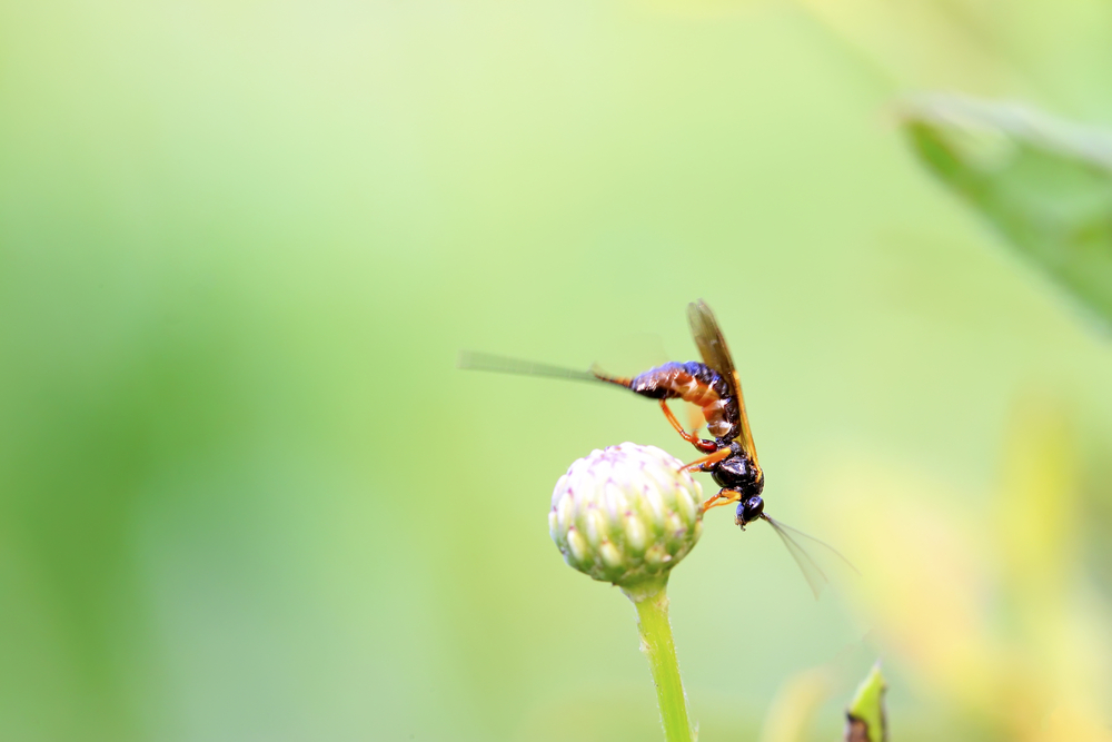 Sawfly on green leaf