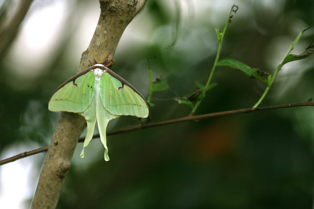 Luna Moth in the garden