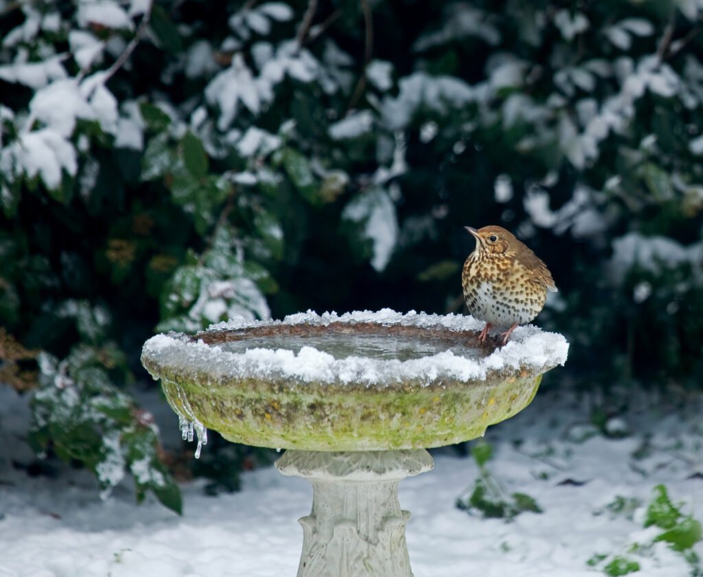 Song Thrush on bird bath in snow