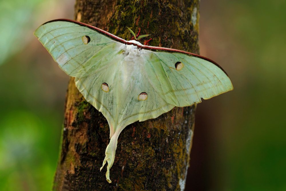 American luna moth