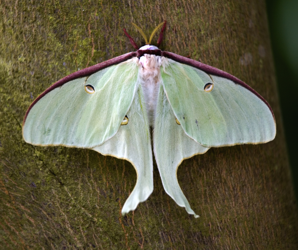 Luna Moth Close Up