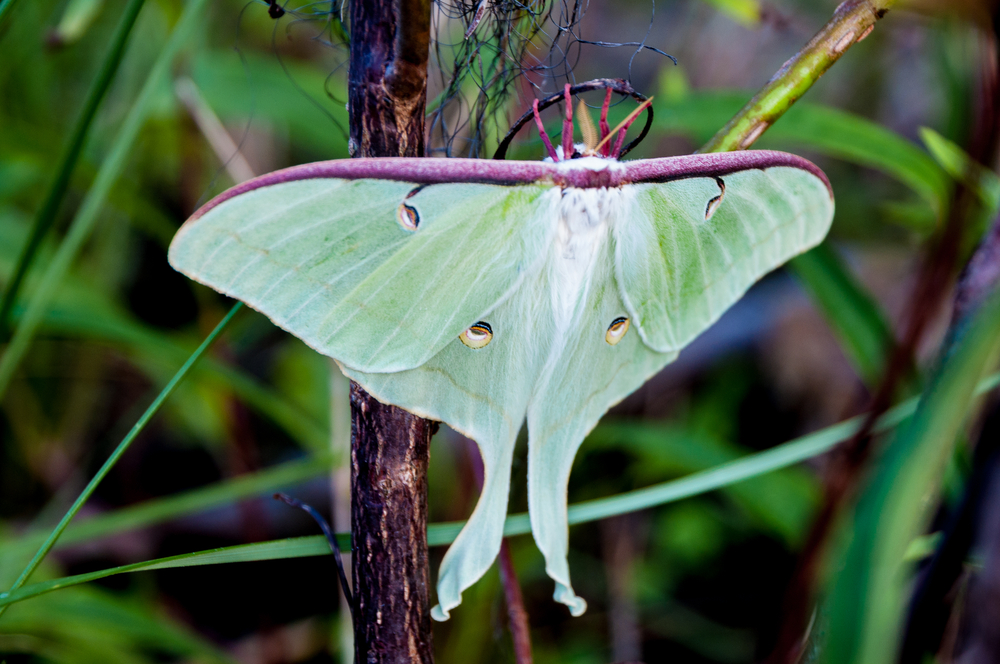 Newly emerged luna moth