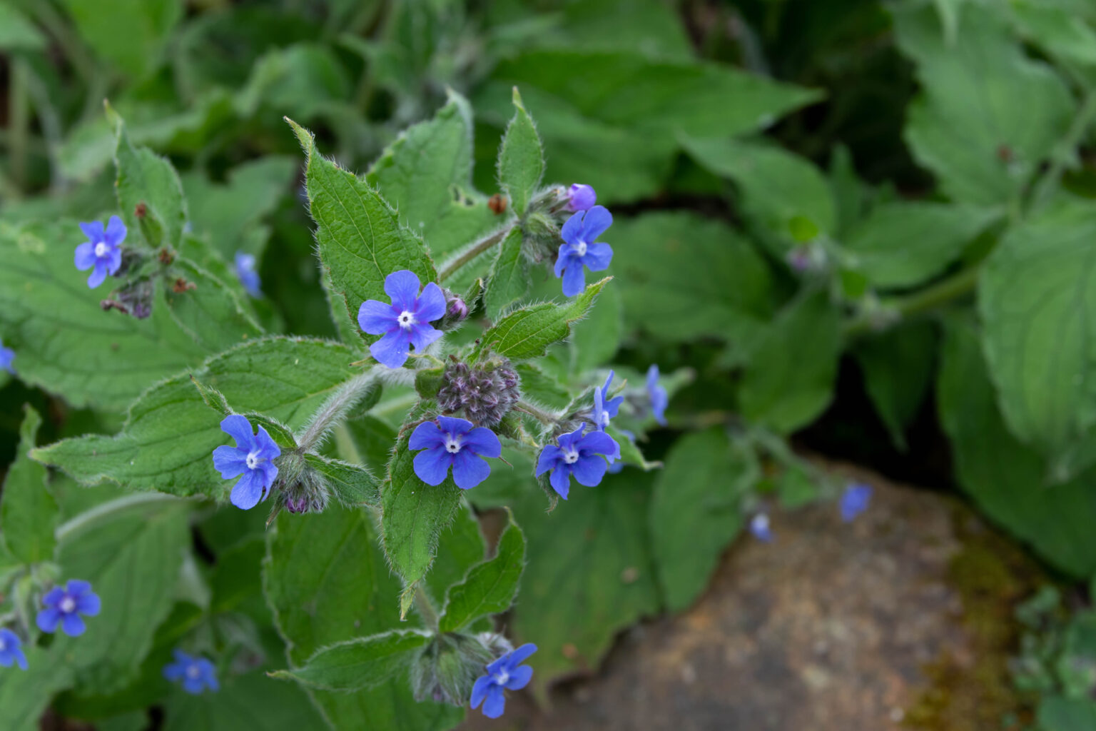 Common Weeds in the UK: A Guide to Identification and Role - Glenlivet ...