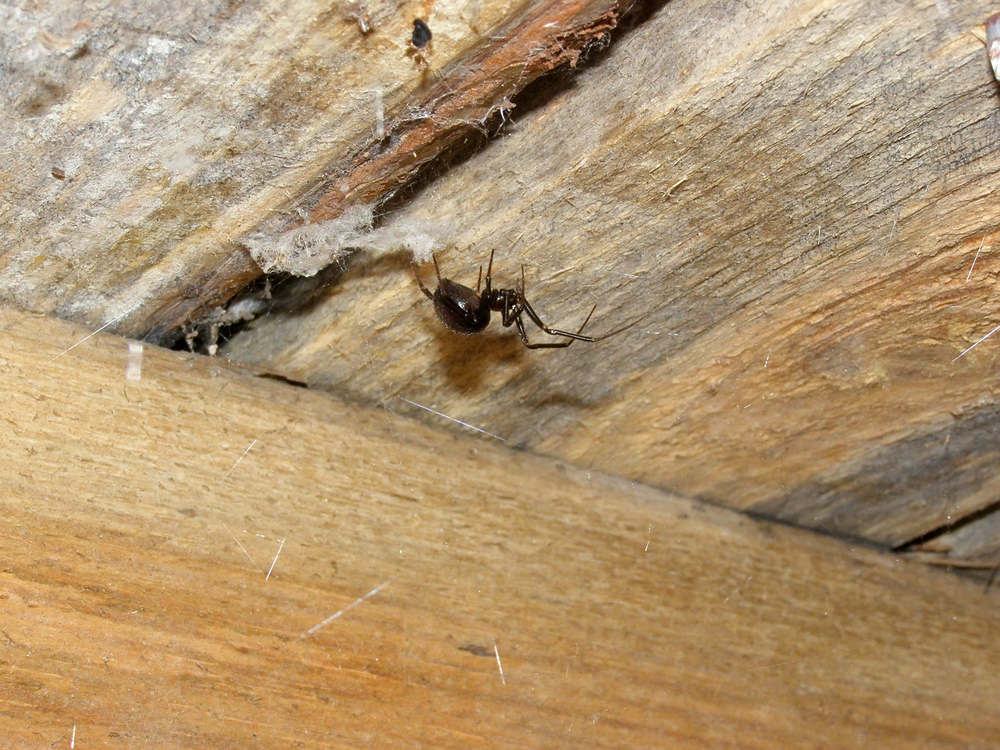 A cupboard spider (Steatoda grossa) on a wooden ceiling in a garden shed