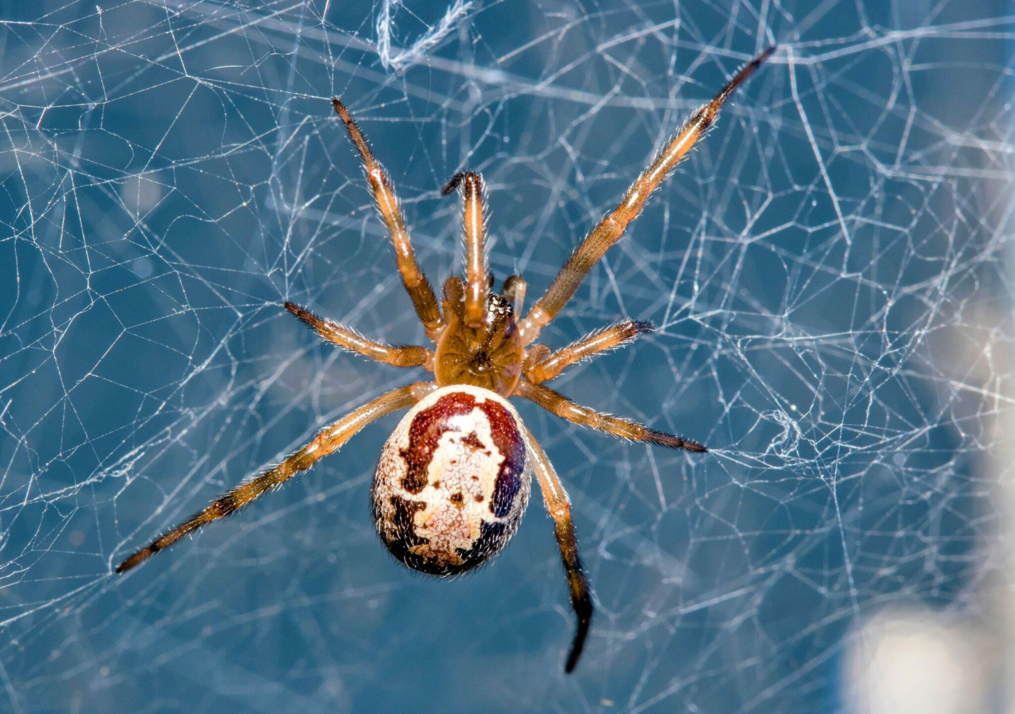 10 Spider Facts Every Brit Should Know: Debunking Myths and Fears ...