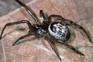 Identifying And Understanding The False Widow Spider Uk 