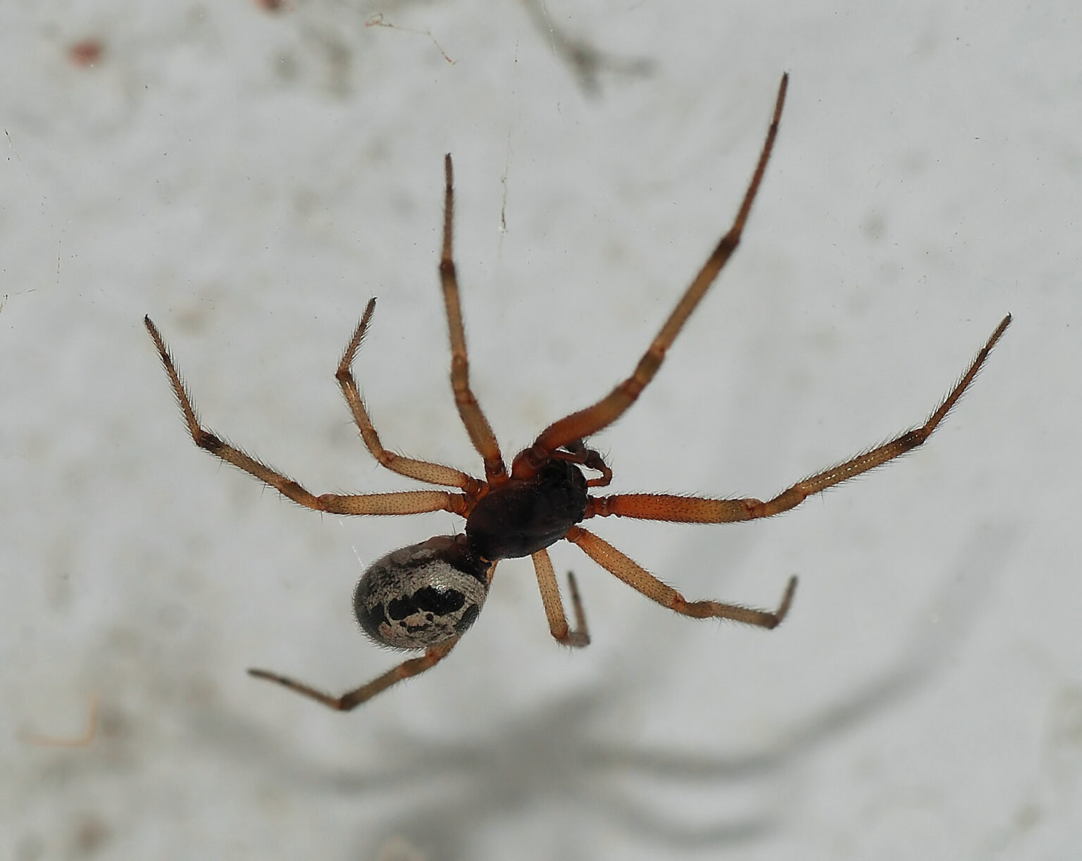 Identifying and Understanding The False Widow Spider UK