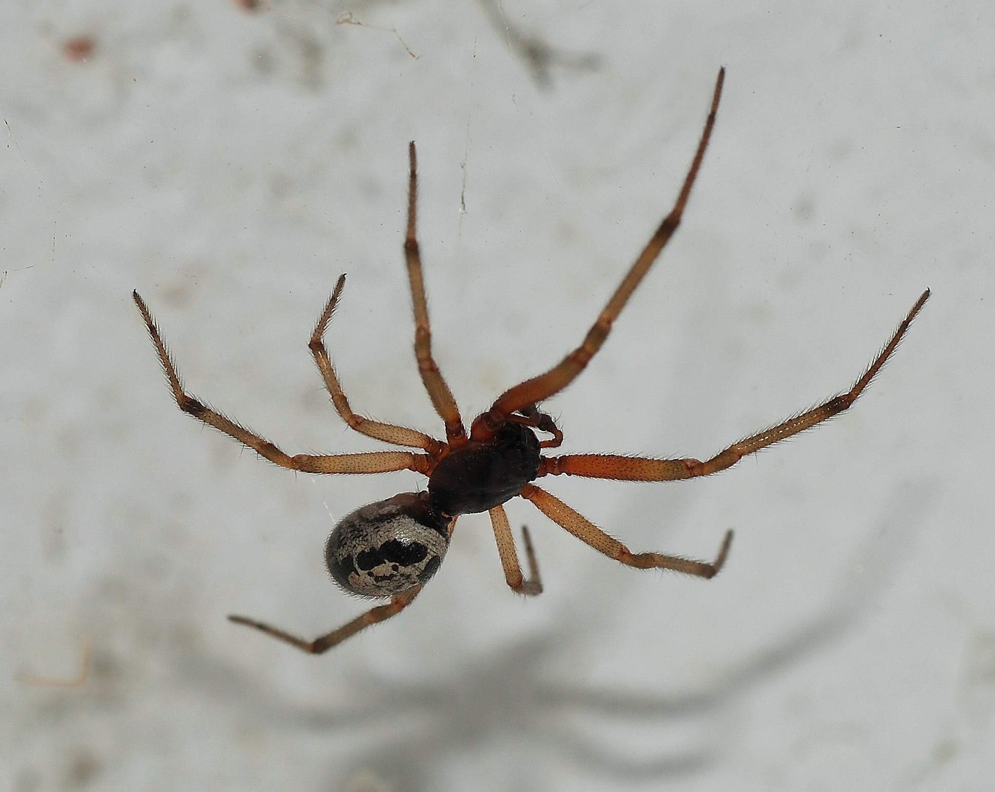 A noble false widow spider