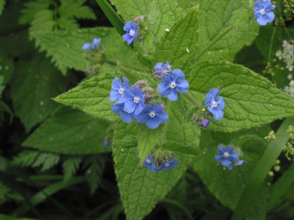 Pentaglottis Semperviren