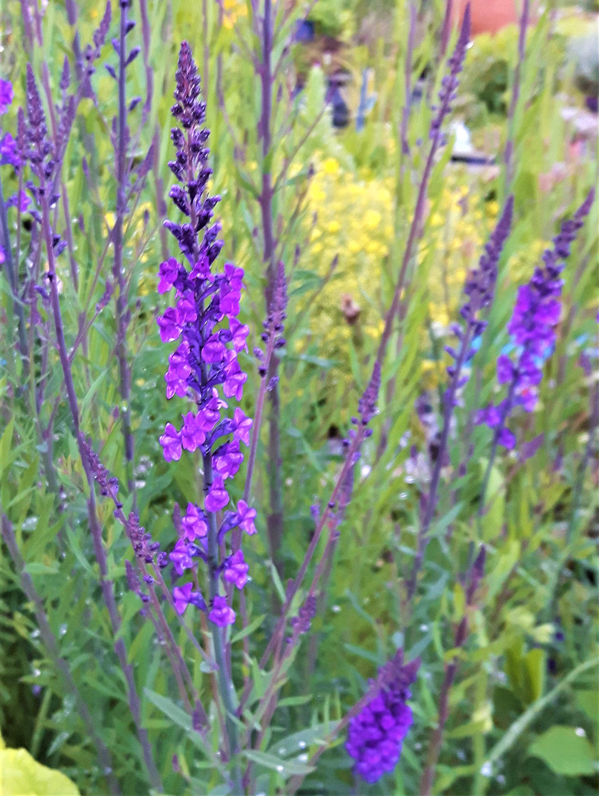Image of Purple toadflax in a field
