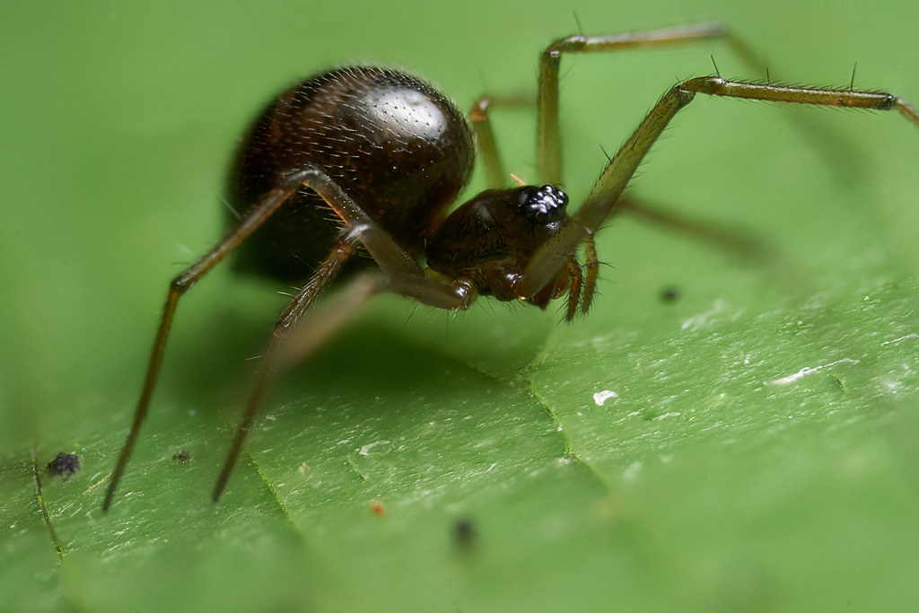 A money spider sits on a leaf, laying in wait