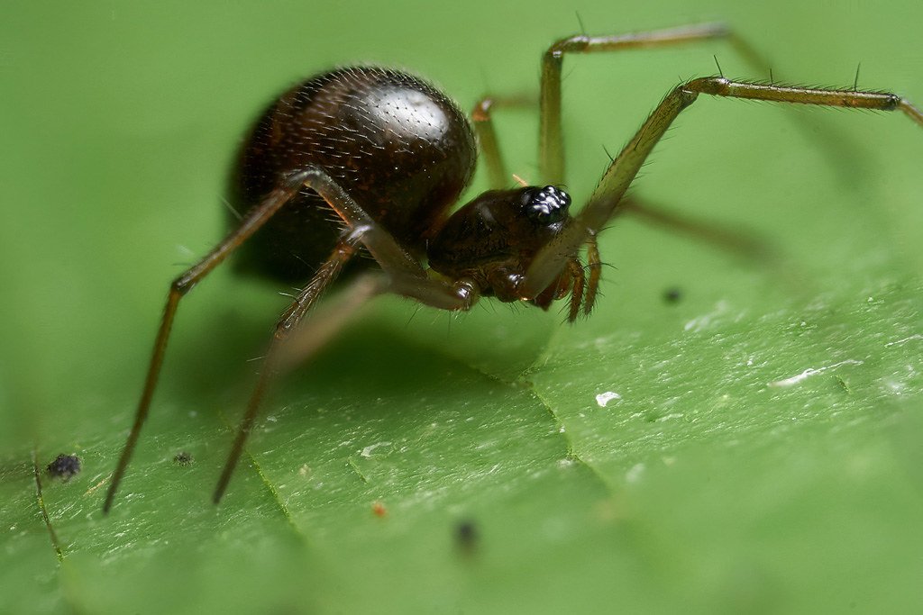 Images Of Money Spiders