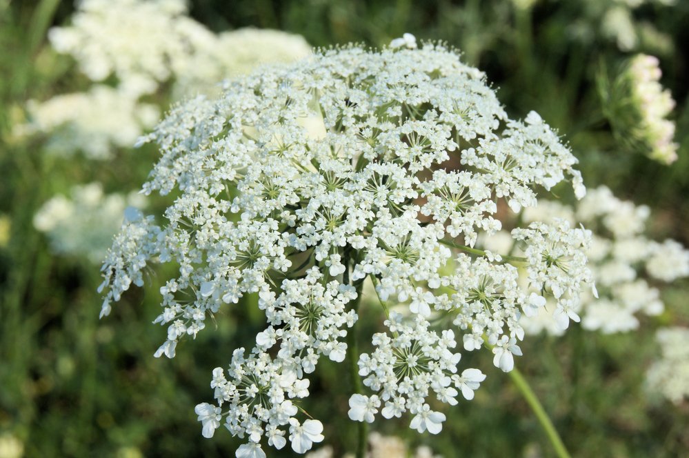 Daucus Carota