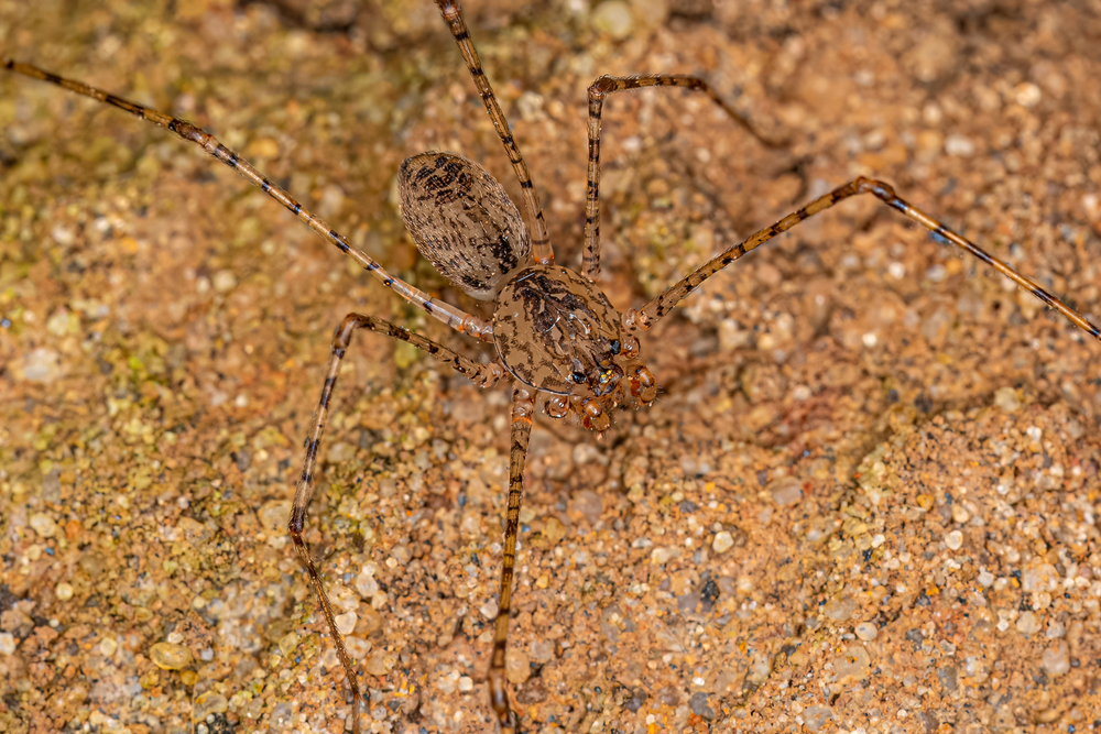 Adult Brown Spitting Spider