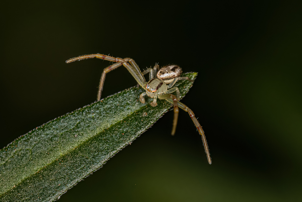 Adult Male Crab Spider