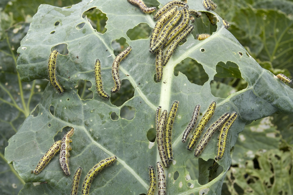 Cabbage leaf covered with caterpillars
