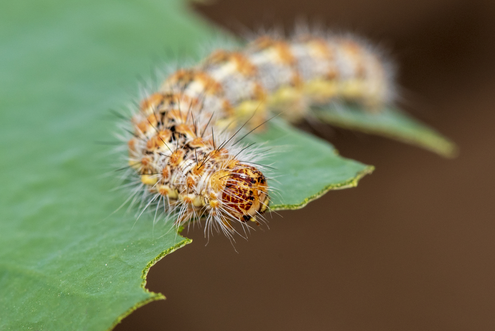 Uncovering The Fascinating World Of Caterpillars - Glenlivet Wildlife