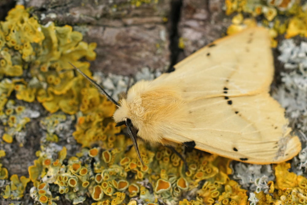 Closeup on the yellow buff ermine moth, Spilosoms lutea