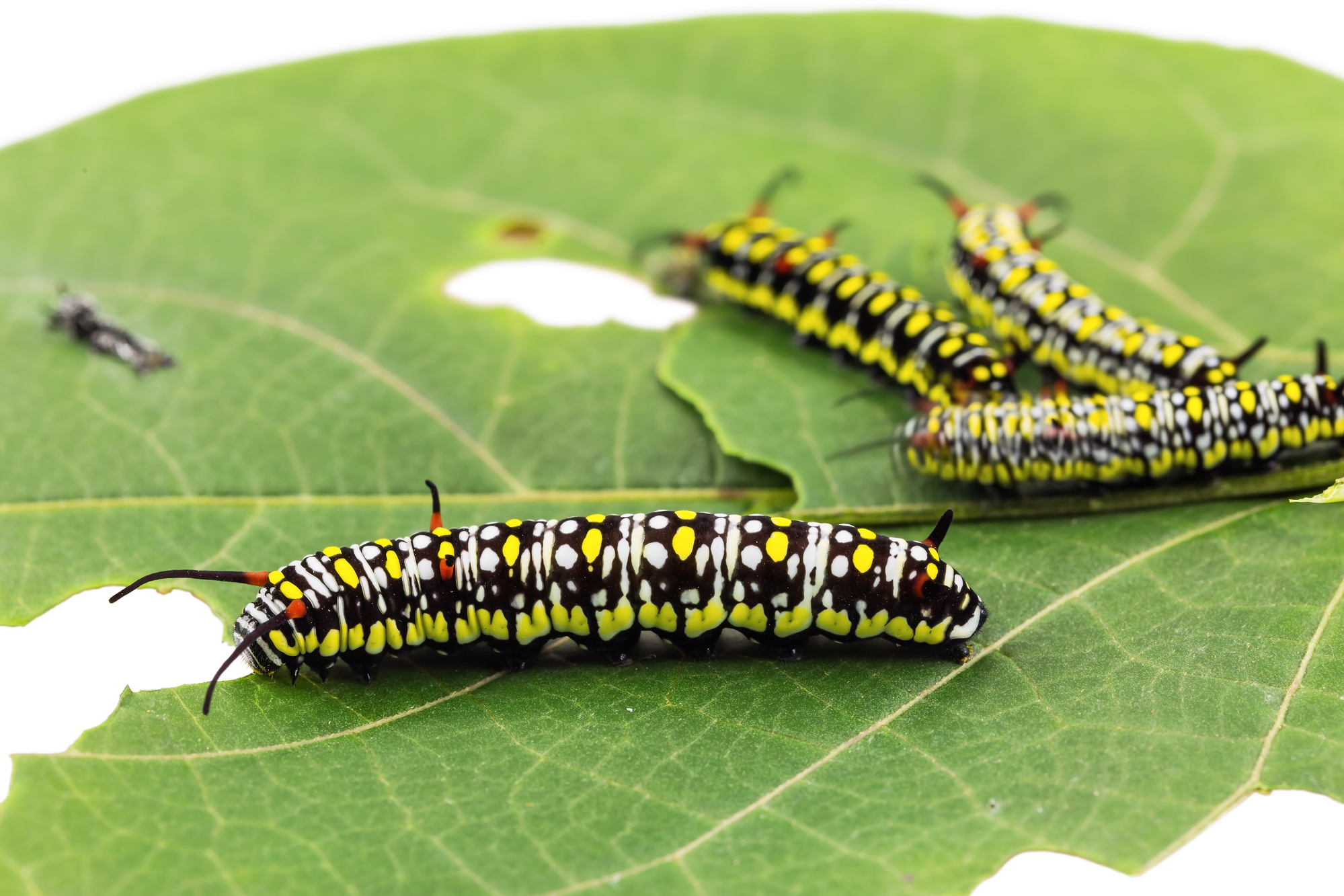 Uncovering The Fascinating World Of Caterpillars - Glenlivet Wildlife