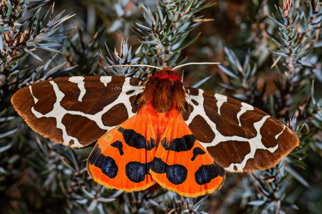 Garden Tiger moth - Arctia caja