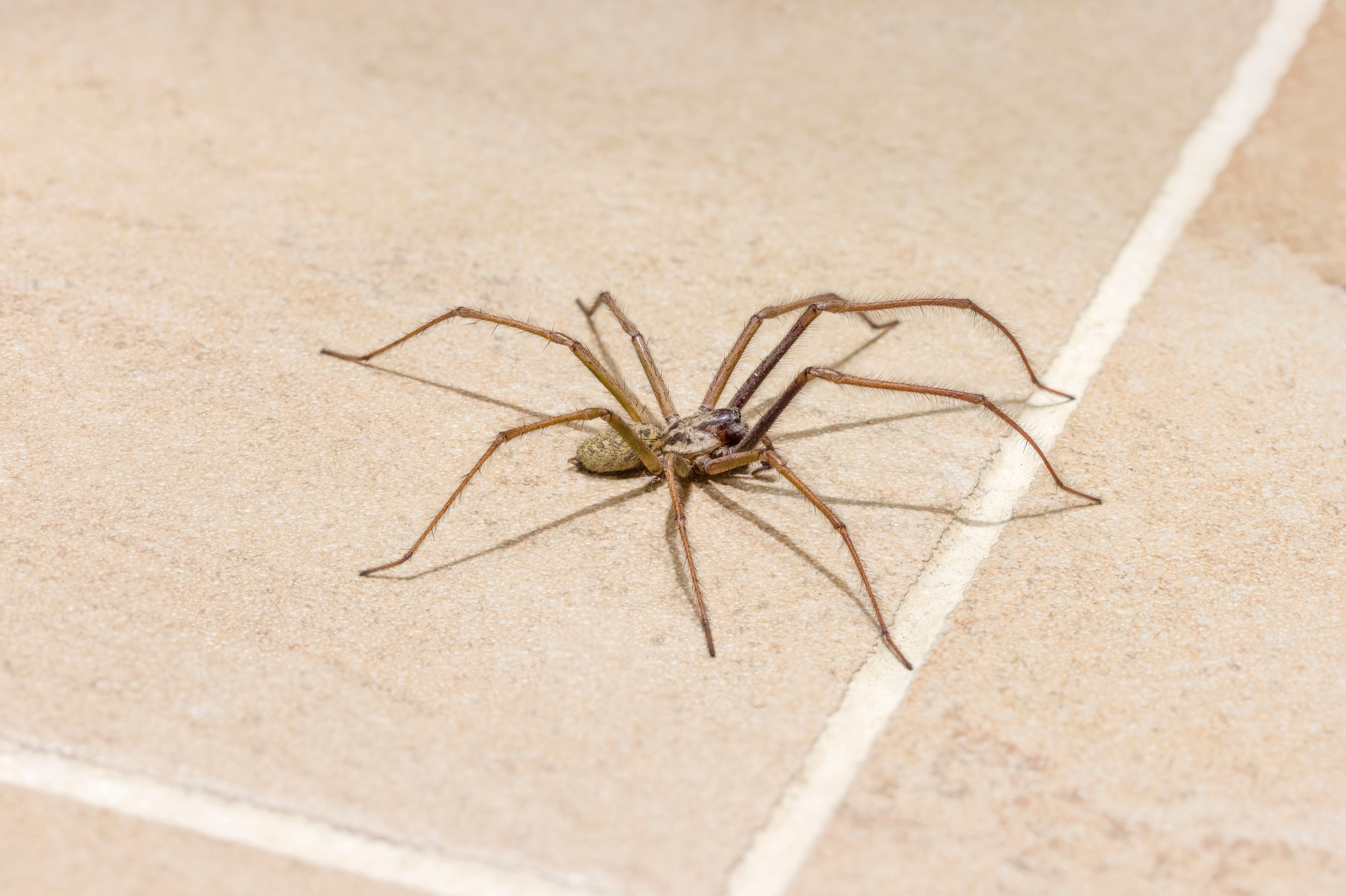 Top 11 Common UK Spiders You'll Find In Homes and Gardens