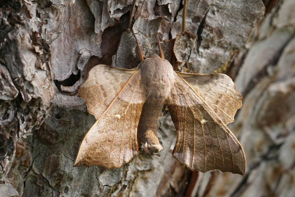 Poplar hawk moth