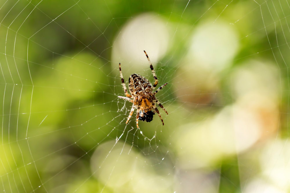 Orb-weaver spider in the forest