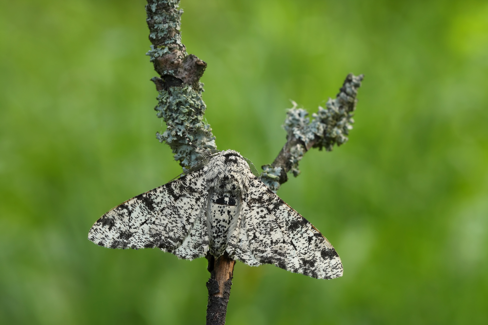 Peppered Moth(Biston betularia)