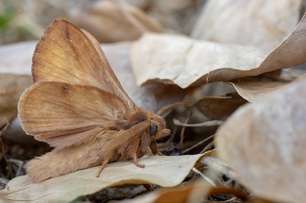 The drinker moth (Euthrix potatoria) amongst dead leaves