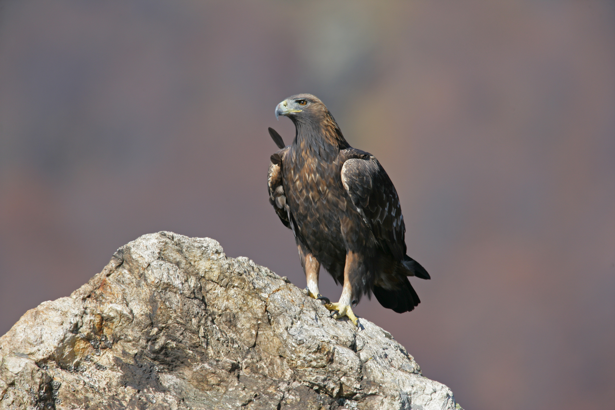 Bird of prey from silhouette?, Observation, UK and Ireland