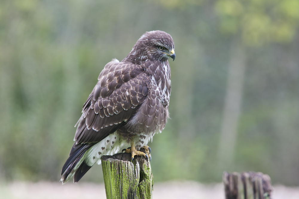 Buzzard on post