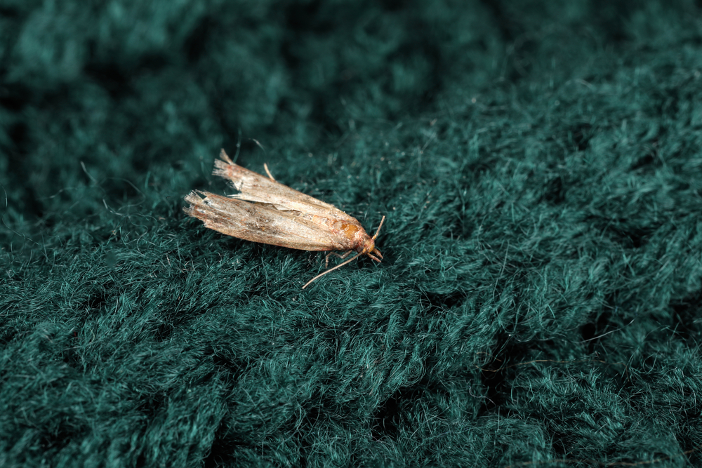 Common clothes moth (Tineola bisselliella)