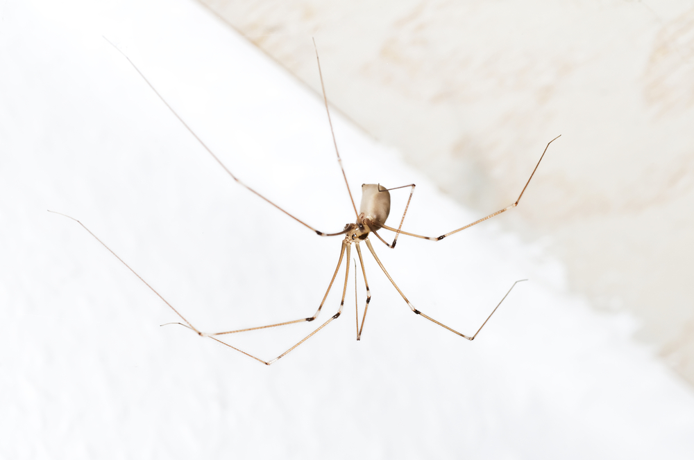 Daddy long legs makes itself at home