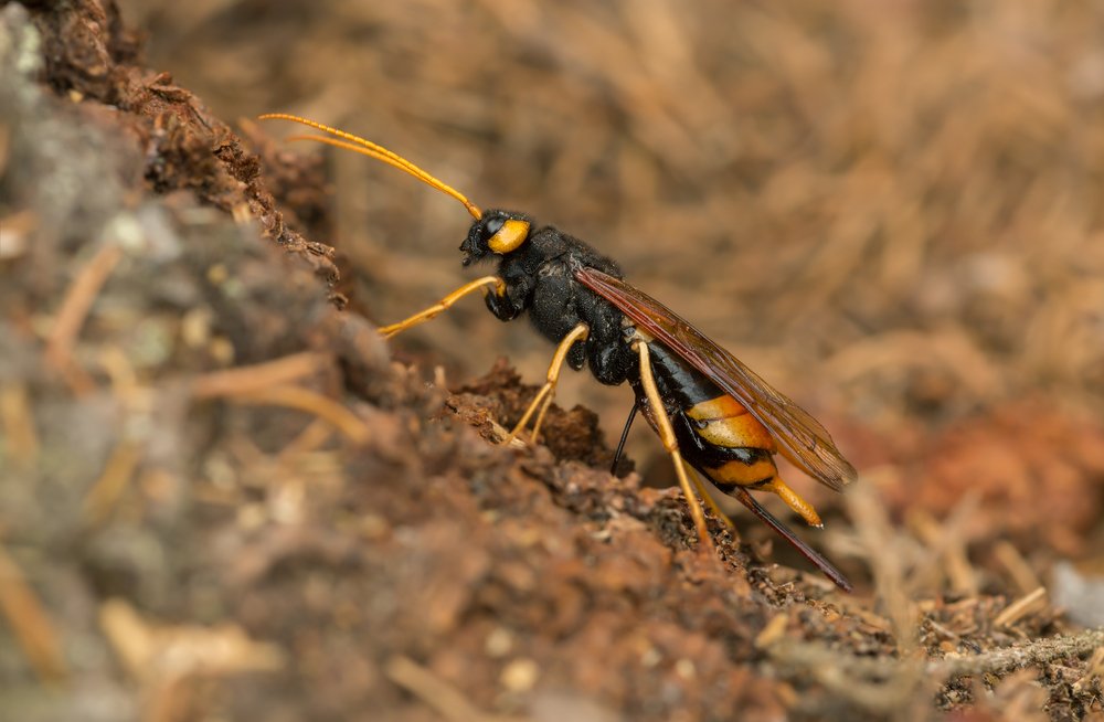 Uncovering The Mysteries Of The Wood Wasp Glenlivet Wildlife