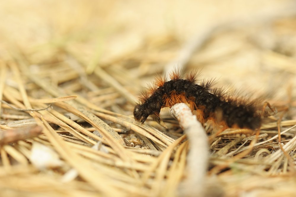 fox moth caterpillar