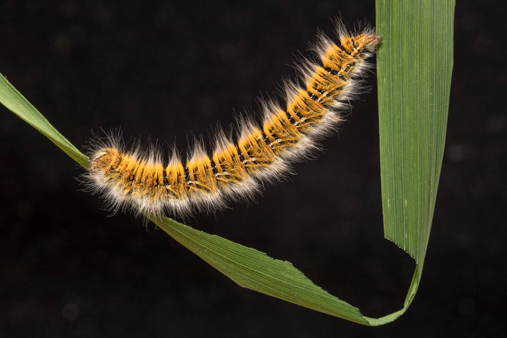Oak eggar moth