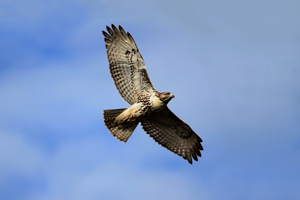 Red-tailed hawk UK