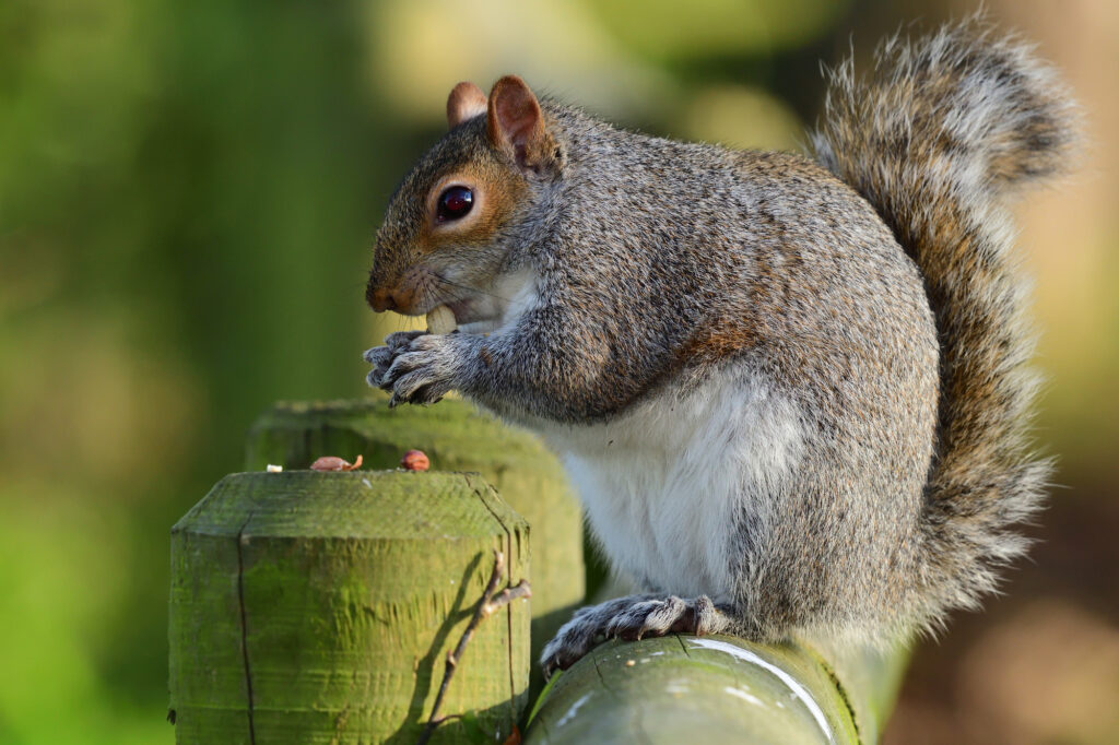 Eastern grey squirrel (sciurus carolinensis)