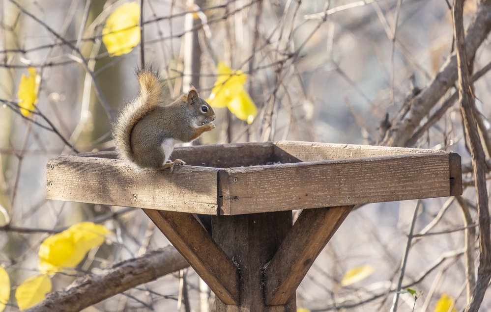 Squirrel on a platform feeder