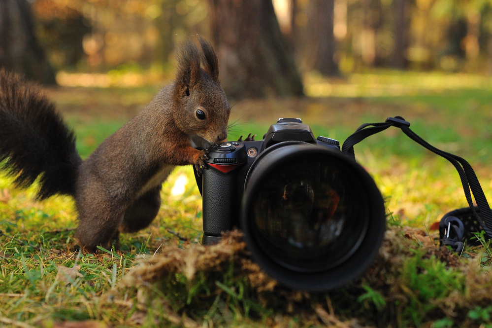Curious brown squirrel with camera on green grass in forest