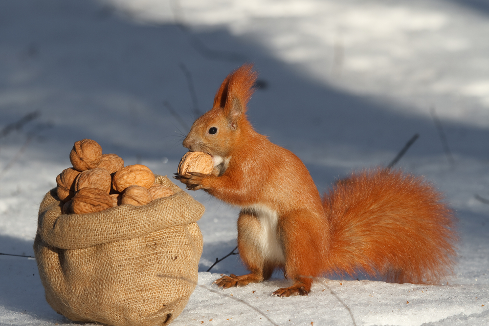 Red squirrel