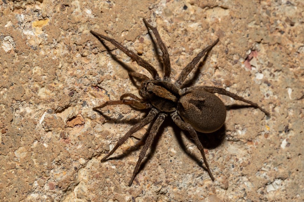 Exploring The Wild World Of Wolf Spiders In The UK