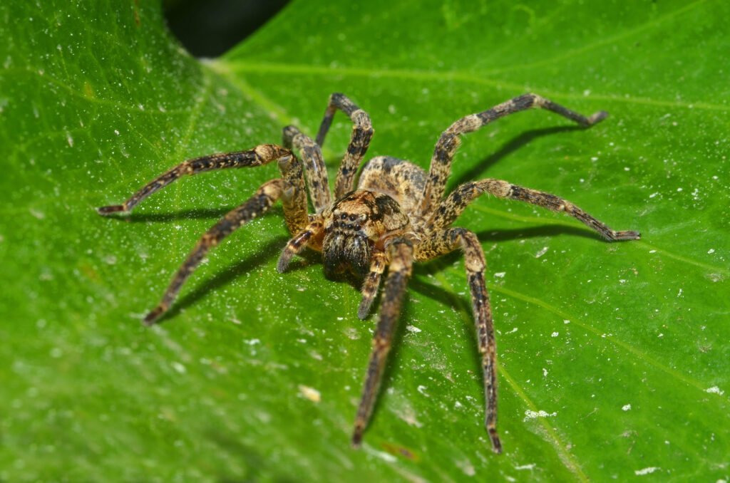 Wolf spider on a leaf