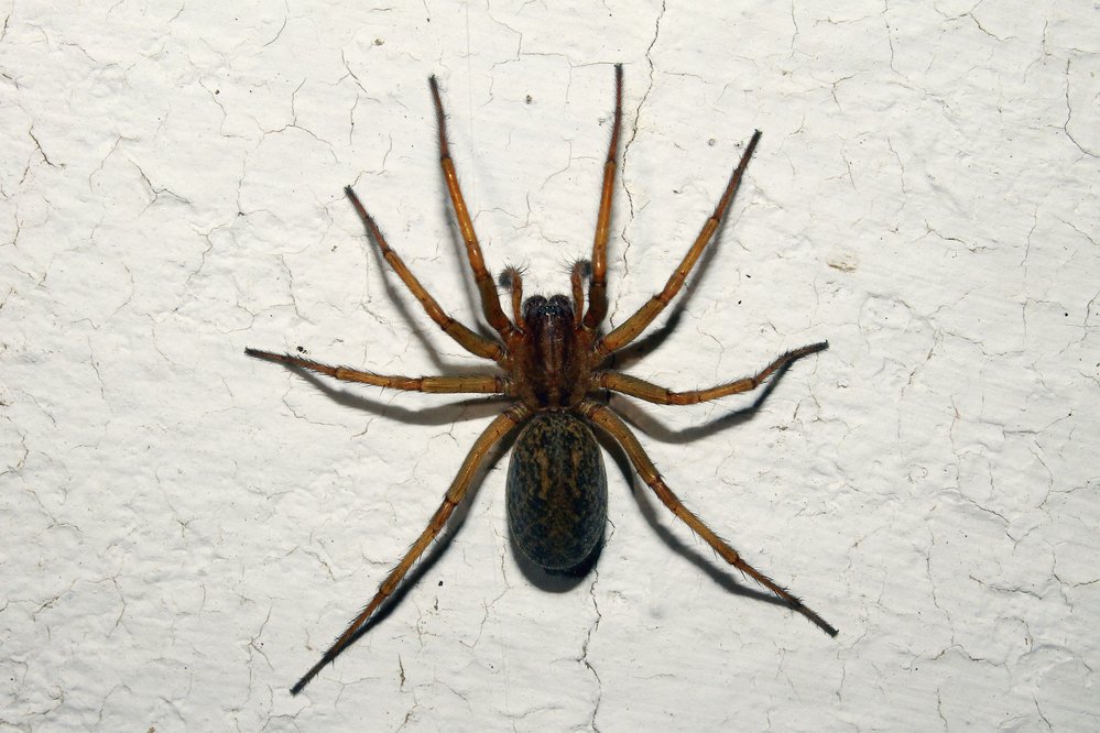 Exploring The Wild World Of Wolf Spiders In The UK