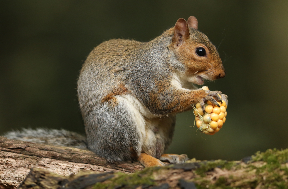 A stunning Grey Squirrel (Sciurus carolinensis) eating a corn