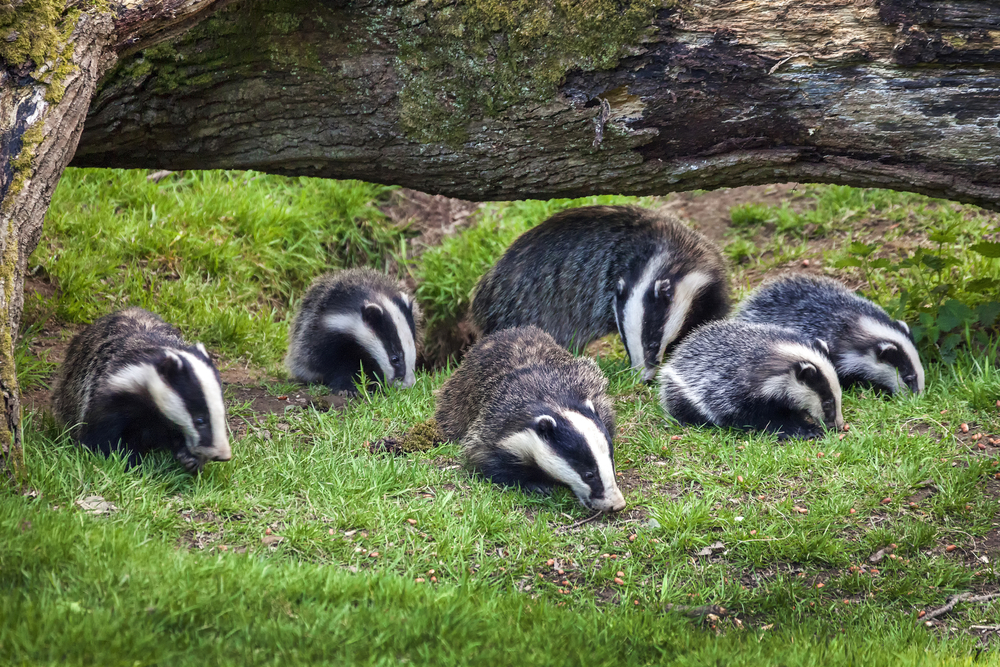 Badger sow and cubs family feeding in a woodland forest