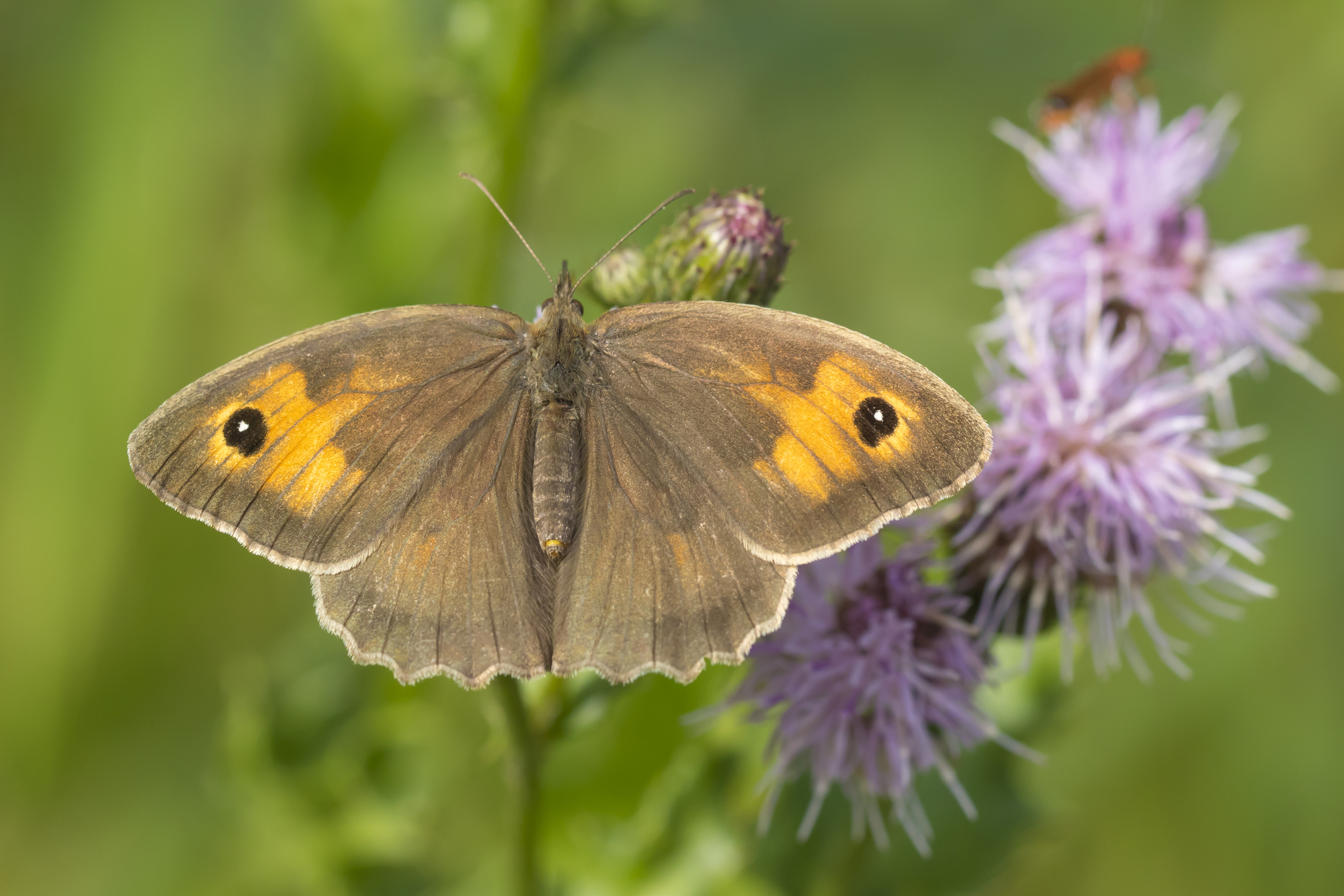 Meadow Brown (Maniola Jurtina) - Overview, Facts and Observation