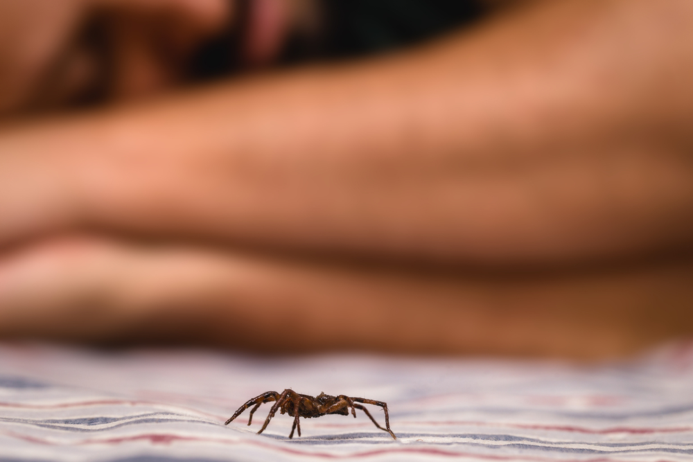 Brown spider indoors, walking close to a person while he sleeps